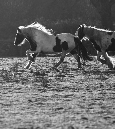 grayscale photography of two horses on field