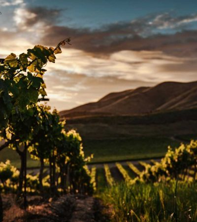 green leaf trees at daytime