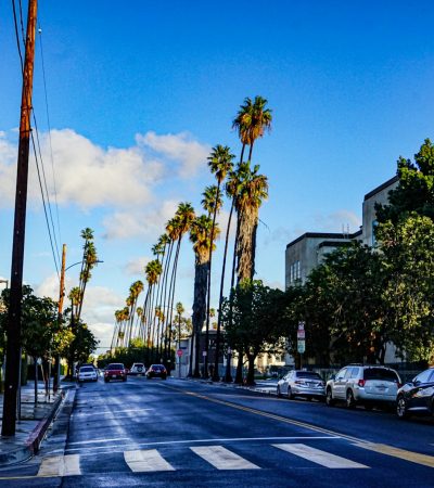 a city street with palm trees and a traffic light
