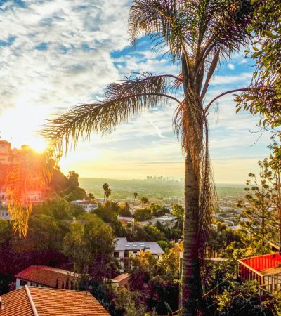 green palm tree near houses during daytime
