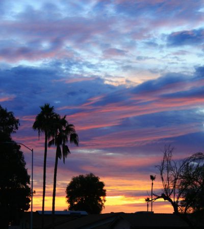 silhouette of trees during sunset