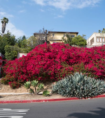 a red flowers on a hill