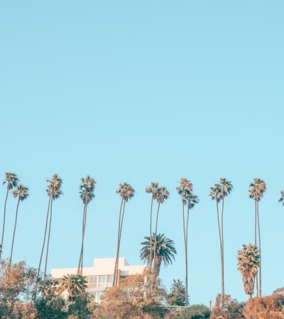 palm trees during daytime