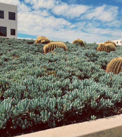 green and white flower field during daytime