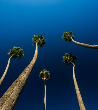 worm's-eye view photography of trees